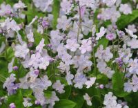 Pale lilac-lavender flowers and soft green foliage.